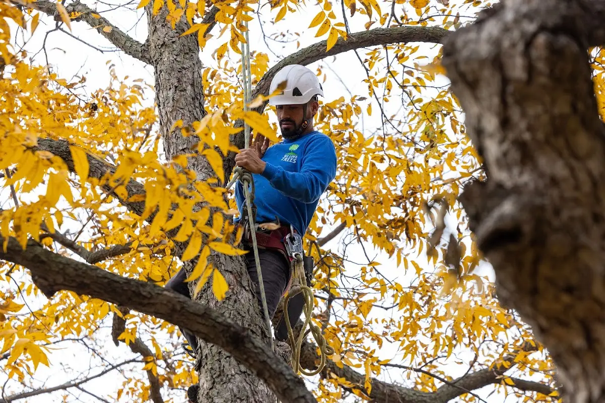 Skilled Tree Trimming crew working in Bureau